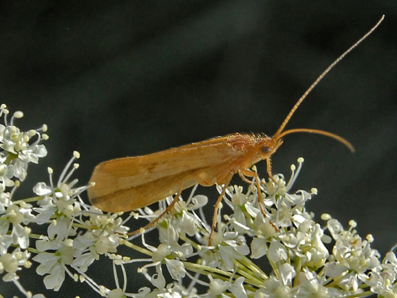 da identificare:  Limnephilidae